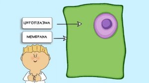 строение растительной клетки