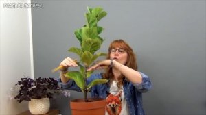 Формирование фикуса Лирата Бамбино (ч.1).