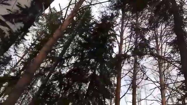 Все любят кедровый орешки и шишки!! смотреть онлайн