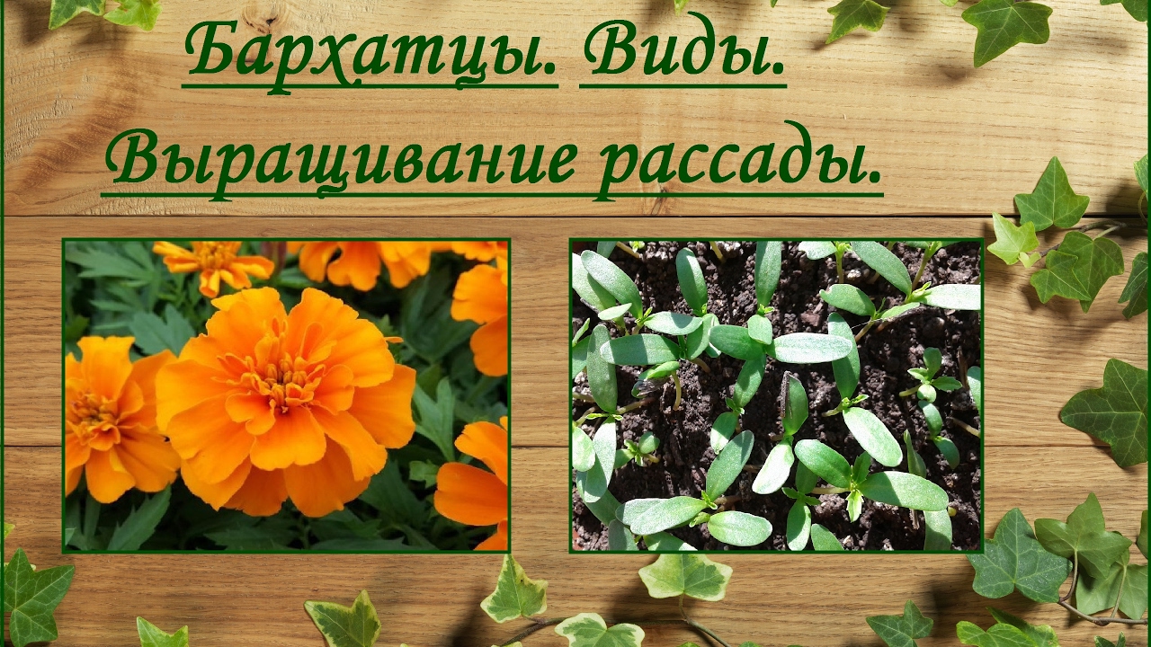 Бархатцы (тагетес) из семян- виды, выращивание рассады смотреть онлайн