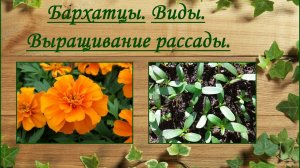 Бархатцы (тагетес) из семян- виды, выращивание рассады