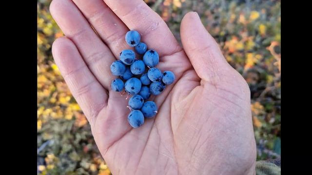 Поездка в Оймякон смотреть онлайн