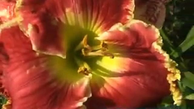 лилейник daylily BORN TO RUN.mpg смотреть онлайн