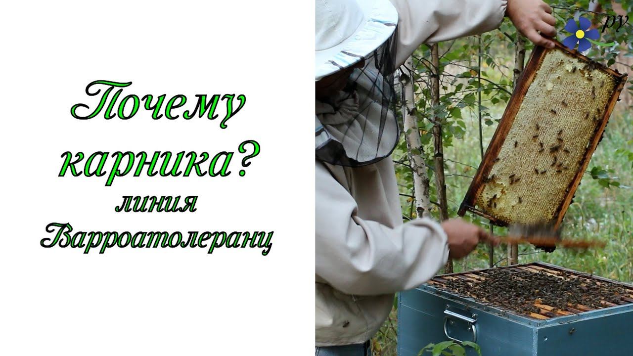 Почему карника? Пчелы породы карника, линия варроатолеранц. смотреть онлайн