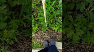 Обзор сорта томата Copper River (Медная река) ог 2020 часть 1