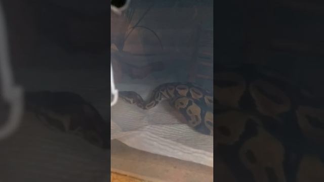 My Ball Python Is Broken смотреть онлайн