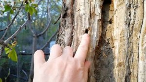 КАК БОРОТЬСЯ С КОРОЕДОМ НА ДЕРЕВЬЯХ/ЧЕРЕШНЯ