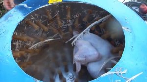 Перосъемная машина.mp4