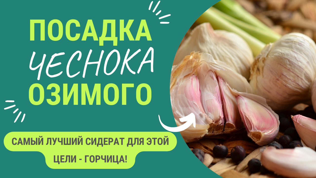 Супер метод! Посадка озимого чеснока в горчицу. смотреть онлайн