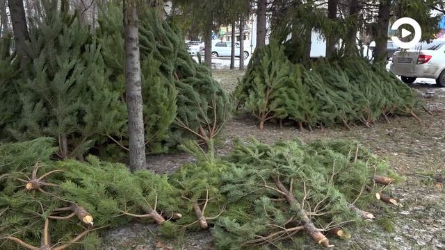 На улицах Пензы начали открывать первые елочные базары смотреть онлайн