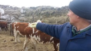 Беспривязное содержание крс