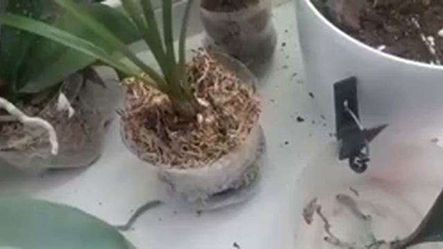 Обзор орхидей часть 2. Птица Свиристель) смотреть онлайн