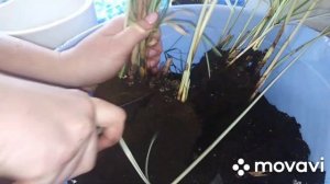 Комнатные растения. Циперус. Размножение, посадка и уход.