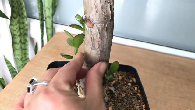 Спасение старой крассулы. (часть 6 - Новогодняя). Crassula Ovata.Толстянка спустя 10 месяцев.