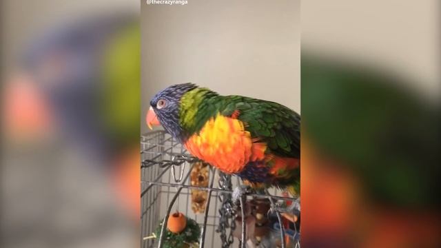 BIRDS TALKING LIKE HUMANS смотреть онлайн