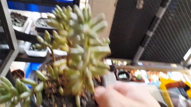 Sedum × Rubrotinctum 'Aurora' / Succulent Unboxing Video #64 / Whilly