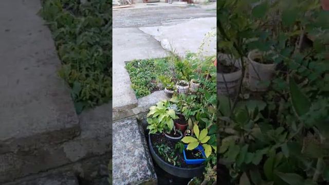 растения юга