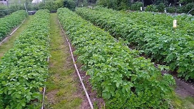 Горох и картошка смотреть онлайн