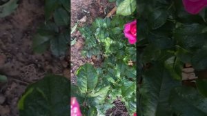 Роза КЕЙТ (Kate rose) английская David Austin осень 2021