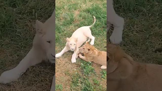 Разновозрастные львы Тайгана! смотреть онлайн