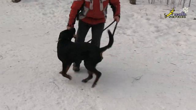 Апортировка, Команды ОКД, Поводок придумали не зря, исправляем ошибки смотреть онлайн