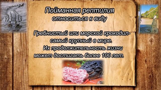 САМЫЙ БОЛЬШОЙ ПОЙМАННЫЙ КРОКОДИЛ смотреть онлайн