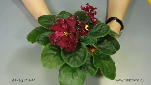 Фиалка сеянец 751-41 смотреть онлайн