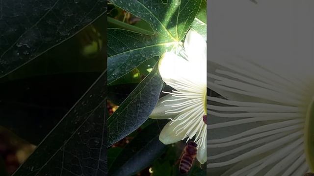 Цветущая пассифлора. Продолжаем изучать Абхазию. Клуб путешествий смотреть онлайн