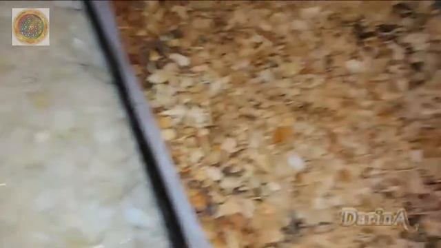 Как высушить репчатый лук смотреть онлайн