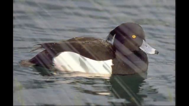 Хохлатая чернеть смотреть онлайн