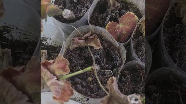 Грунт для черенкования, какой лучше? #обзор #размножение #пеларгония #пеларгонии #люблюцветы смотреть онлайн