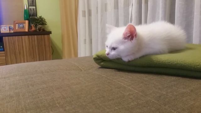 Засыпающий котенок. смотреть онлайн