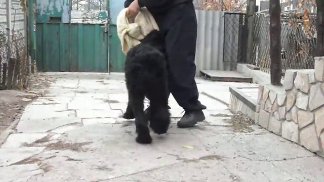 п-к  Роман-Кош..Роман-Кош Камелия  5 мес, дочь РК Батерфляй Сильвер Вейв