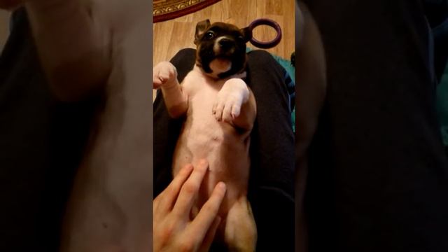 американский стаффорд любит классику смотреть онлайн