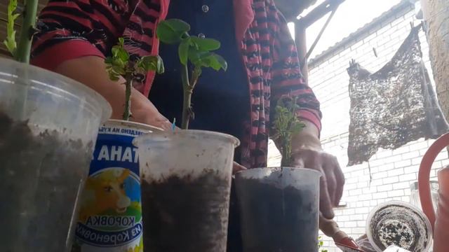 Черенки пересажены на зимовку. смотреть онлайн