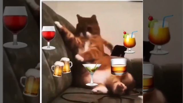 смешной кот не пьёт а седит на антибиотиках! ??? смотреть онлайн