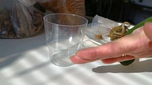 Пересадка АЗИАТСКИХ ОРХИДЕЙ для НАРАЩИВАНИЯ новых КОРНЕЙ👍👍👍 Быстрая АДАПТАЦИЯ ✅