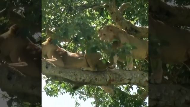 Котики в Эфире