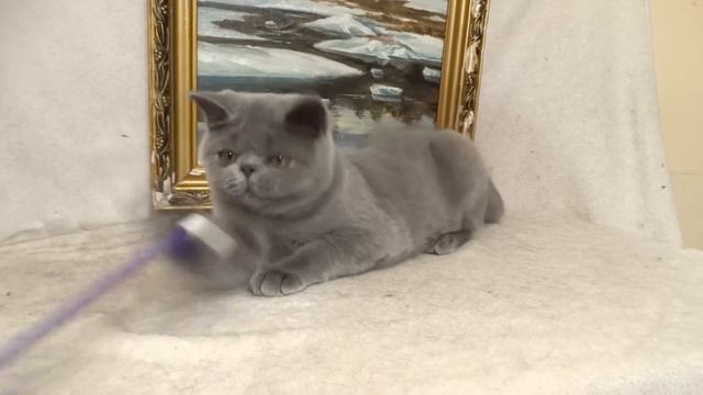 Экзот на продажу Exotic shorthair for sale смотреть онлайн