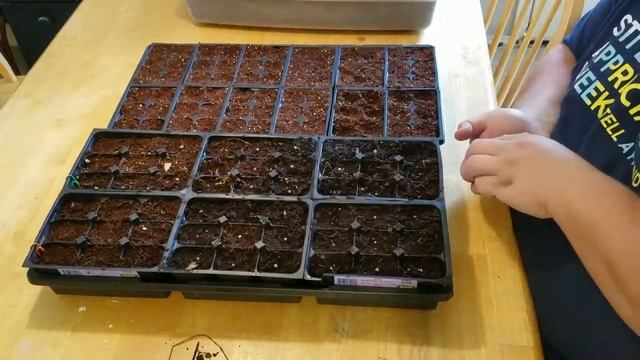 How to start lettuce seeds | Backyard Eden | Seed Starting смотреть онлайн