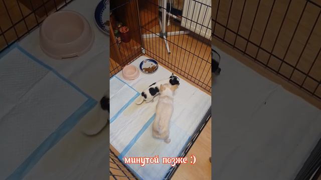 Второй щенок, подружатся ли две чихуахуа? смотреть онлайн