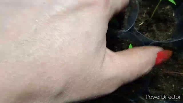 Пикировка Целозии и Сальвии. смотреть онлайн