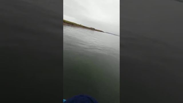 Водоплавающая кошка. Эвакуация смотреть онлайн