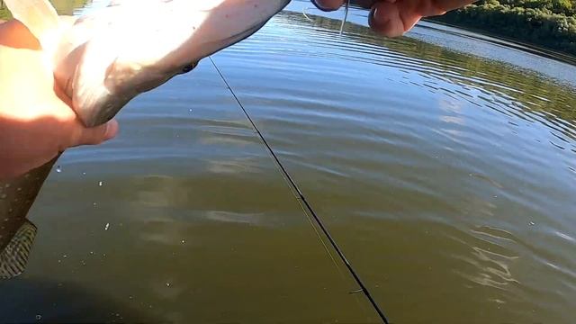 Осенний ЖОР щуки начинается. Река ОКА. Рыбалка в Подмосковье в СЕНТЯБРЕ 2020. смотреть онлайн