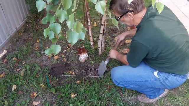 Посадка грибов смотреть онлайн