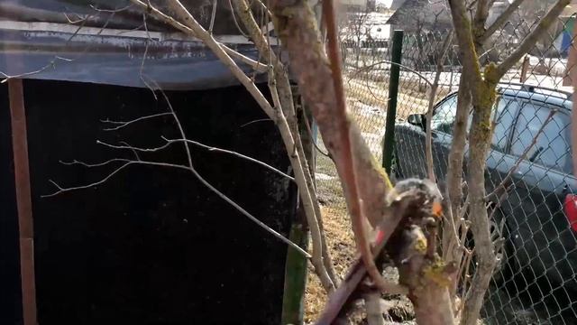 Дача с нуля: Весна 2018. Первые поездки на дачу. Обработка деревьев и кустарников. смотреть онлайн