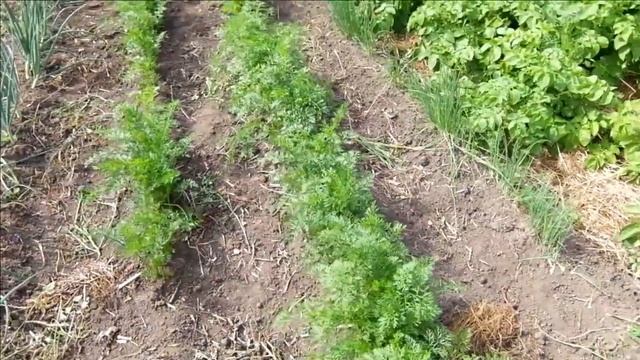 Морковь под "МУХОЙ" - от посева до уборки. смотреть онлайн