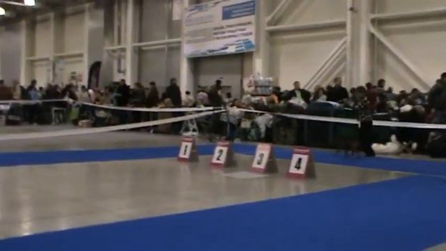 Сабанеева, цвергпинчеры, сравнение на ЛЮ смотреть онлайн