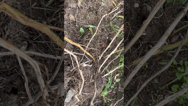 Посадка картофеля двумя способами. смотреть онлайн