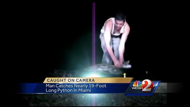 Video shows capture of record-setting python смотреть онлайн